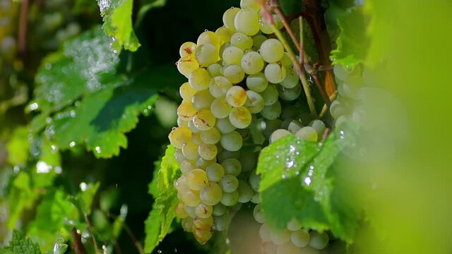 Closeup of a branch of ripe grapes under raindrops. Heavy rain on vineyard. Irrigation of grape tree . Beautiful stock footage for wine commercial . Shot on ARRI ALEXA Cinema Camera in slow motion .