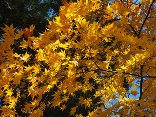 Autumn Leaves / yellow and Red leaf background in japan