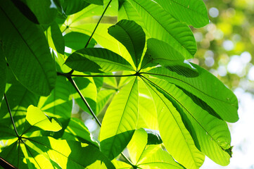Fototapeta na wymiar Green and yellow leaf. under sun light on the green backgrounds