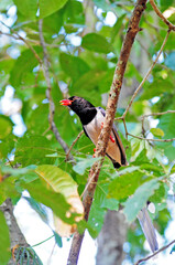Red-billed blue magpie