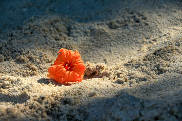 Orange flower on sandy beach, Summer concept, Light and shadow