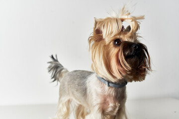 pedigree dog hairstyle for animals Studio