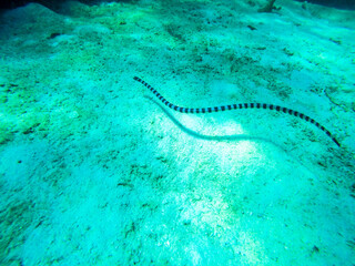 sea snake black and white