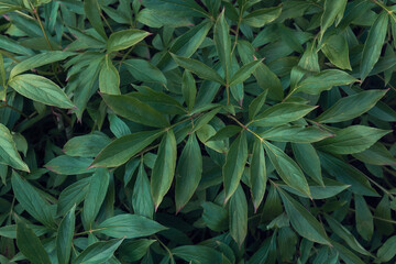 Fototapeta na wymiar Green leaves texture by summer day