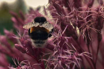 A closeup shot of a bumblebee on pink flowers by summer day