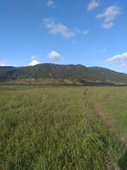 Fototapeta premium grass and sky