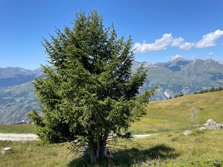 pine tree in the mountains