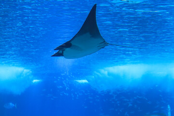 Devil fish (Mobula mobular), also known as the giant devil ray.