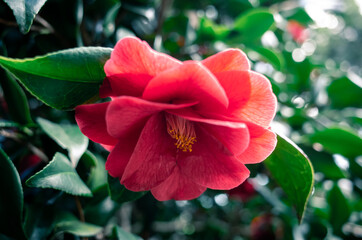 Red camellia flower