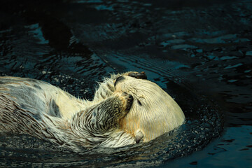 Sea otter floating in the water
