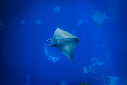 Devil fish (Mobula mobular), also known as the giant devil ray.