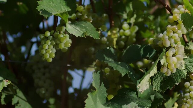 Closeup of a branch of ripe grapes under raindrops . Heavy rain on vineyard . Irrigation of grape tree . Beautiful stock footage for wine commercial . Rainy weather . Slow motion