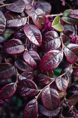 Closeup of leaves