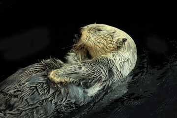 Sea otter floating in the water