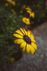 yellow flowers in the garden