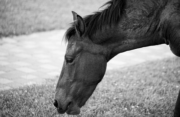 horse in the field