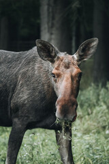 Relaxed deer eating grass in the Białowieża National Park