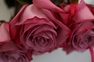 bouquet of roses on a white background