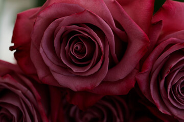 red rose closeup