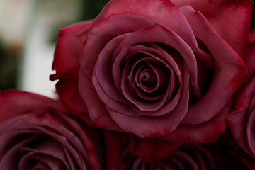 red rose close up