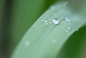 Macro photo of green leaves with water drops from morning dew. Close-up of plant leaves with water drops.