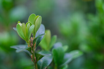 Green background from plants. Decorative green plant.