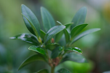Green background from plants. Decorative green plant.