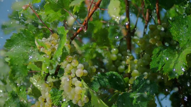 Closeup of a branch of ripe grapes under raindrops. Heavy rain on vineyard. Irrigation of grape tree . Beautiful stock footage for wine commercial . Shot on ARRI ALEXA Cinema Camera in slow motion .