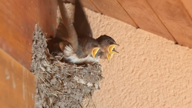 mum swallow giving the becque to her babies in slow motion