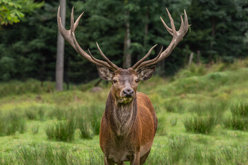 portrait of a male red deer, cervus elaphus in an enclosure in Scheuereck, Nationalpark Bayerischer Wald