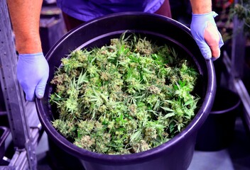 Worker in a Cannabis production facility shows up bucket with fresh harvested marijuana flowers - 452140477