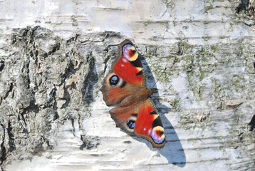 Butterfly on the trunk of a birch