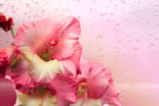 Pink gladioli on a pink background. On the flowers and background drops of water. Summer bouquet for a holiday or as a gift
