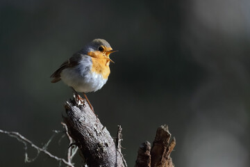 European robin