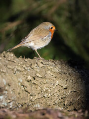 European robin