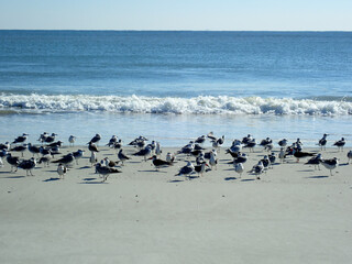 Seagulls resting on the beach