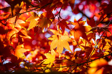 逆光に光る赤もみじ　背景　壁紙