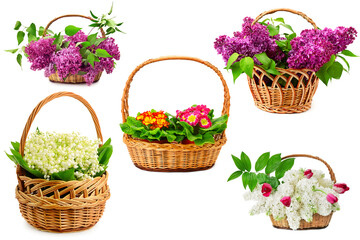 Fototapeta na wymiar Beautiful fresh violets, snowdrops, lilacs in large baskets isolated on white