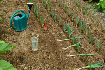 Poireaux en cours de plantation
