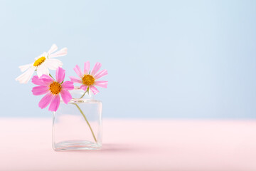 Three flowers in tiny glass vase on blue and pink background