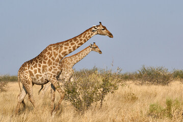 Angolan giraffes (Giraffa camelopardalis angolensis) walk in Savanna at Etosha national park, Namibia, Africa.