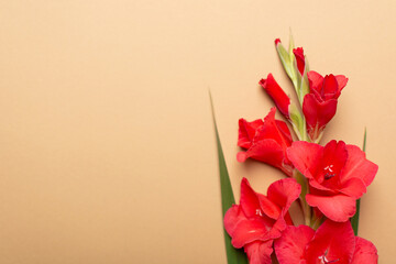 Beautiful red gladiolus on pastel beige color paper background