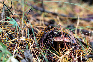 The mushroom grows through the yellowed pine needles and branches of the forest. A forest mushroom growing around which spruce needles and blackened fallen leaves lie. A close-up of a growing mushroom