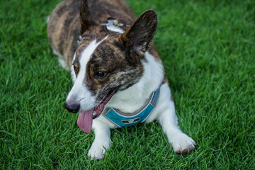 jack russell terrier sitting on grass