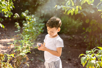 boy harvests in the garden, plums on the tree