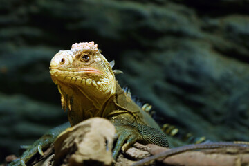 The Cuban rock iguana (Cyclura nubila), also known as the Cuban ground iguana or Cuban iguana, portrait.