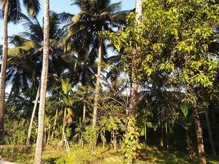 Fototapeta premium palm trees on the beach, coconut tree, coconut tree farm