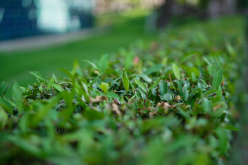 close up of green grass