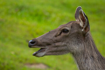 deer in the grass