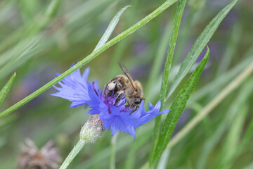 Abeille butinant un bleuet